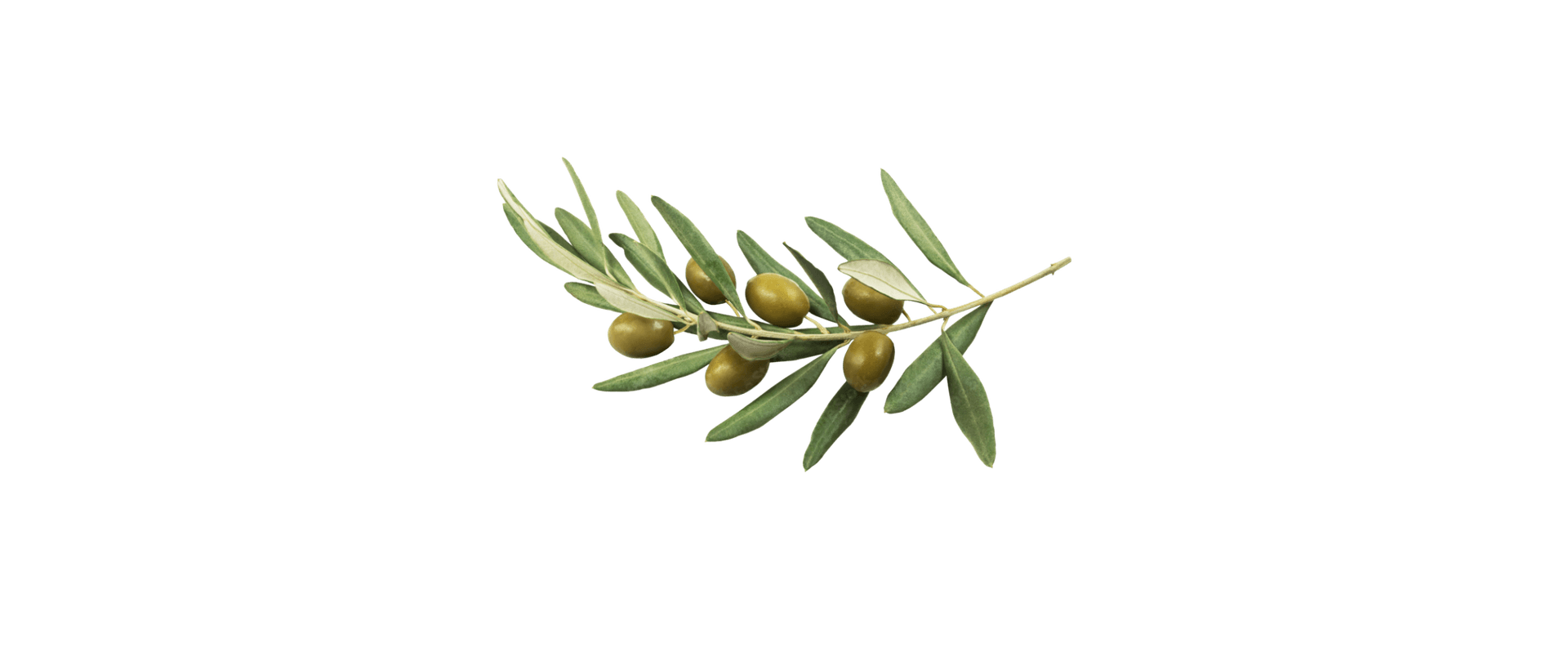 OLIVE OIL