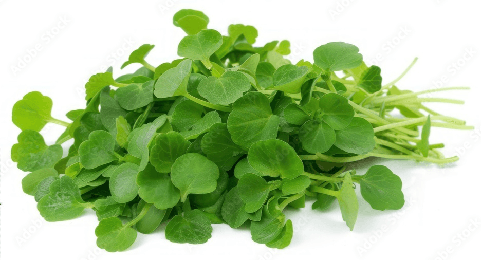 WATERCRESS OIL